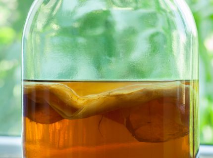 Kombucha Scoby Hotel