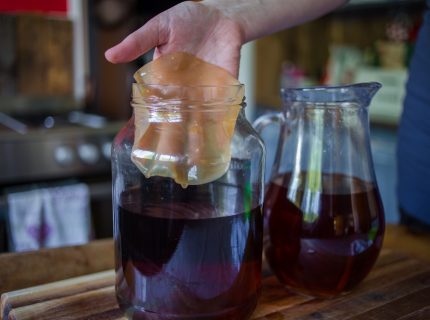 Kombucha Pilz kaufen, Scoby kaufen