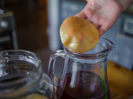 Kombucha Pilz Verwendung